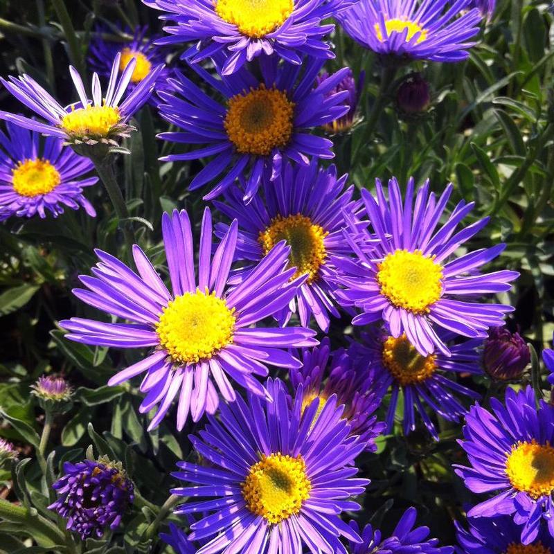 Aster alpinus Dark Beauty