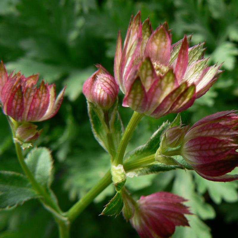 Astrantia x Moulin Rouge