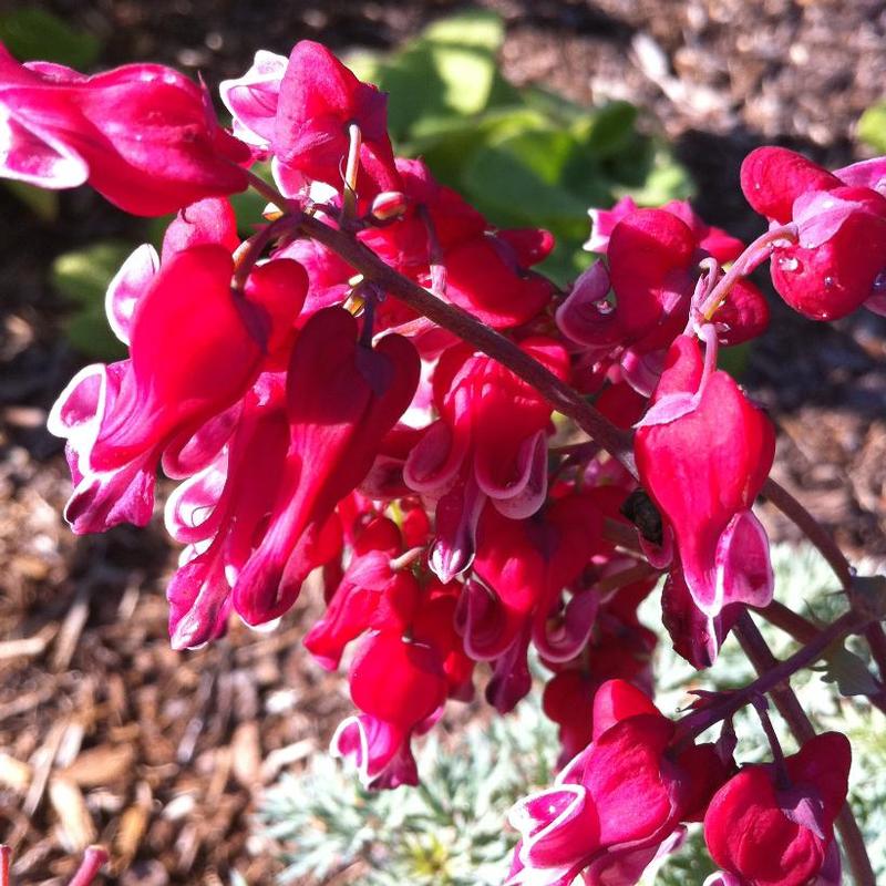 Dicentra x Burning Hearts