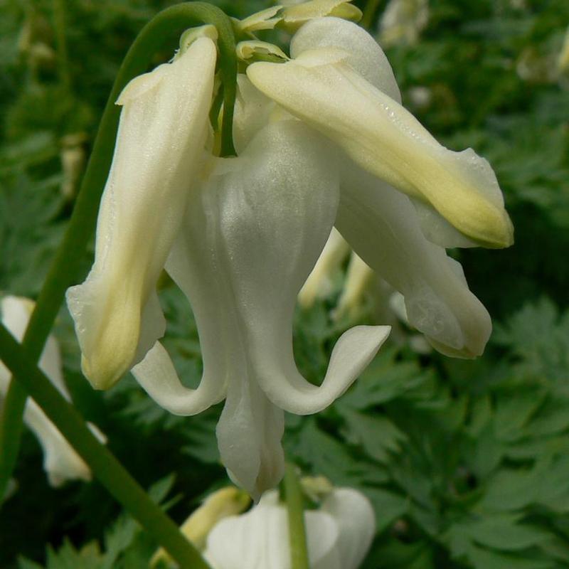 Dicentra x Ivory Hearts