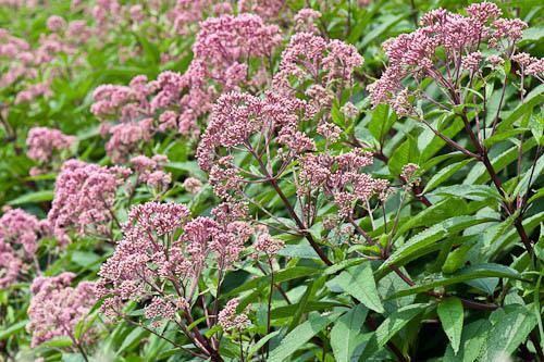 Eupatorium maculatum Atropurpureum