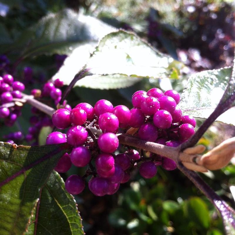 Callicarpa dichotoma Early Amethyst