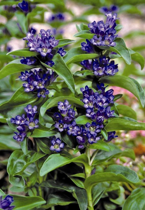 Gentiana cruciata Blue Cross