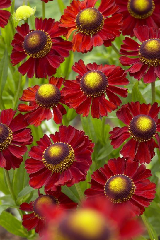 Helenium x Ruby Tuesday