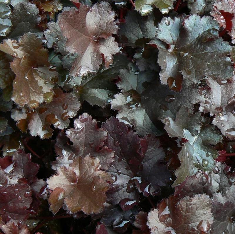 Heuchera x Black Beauty