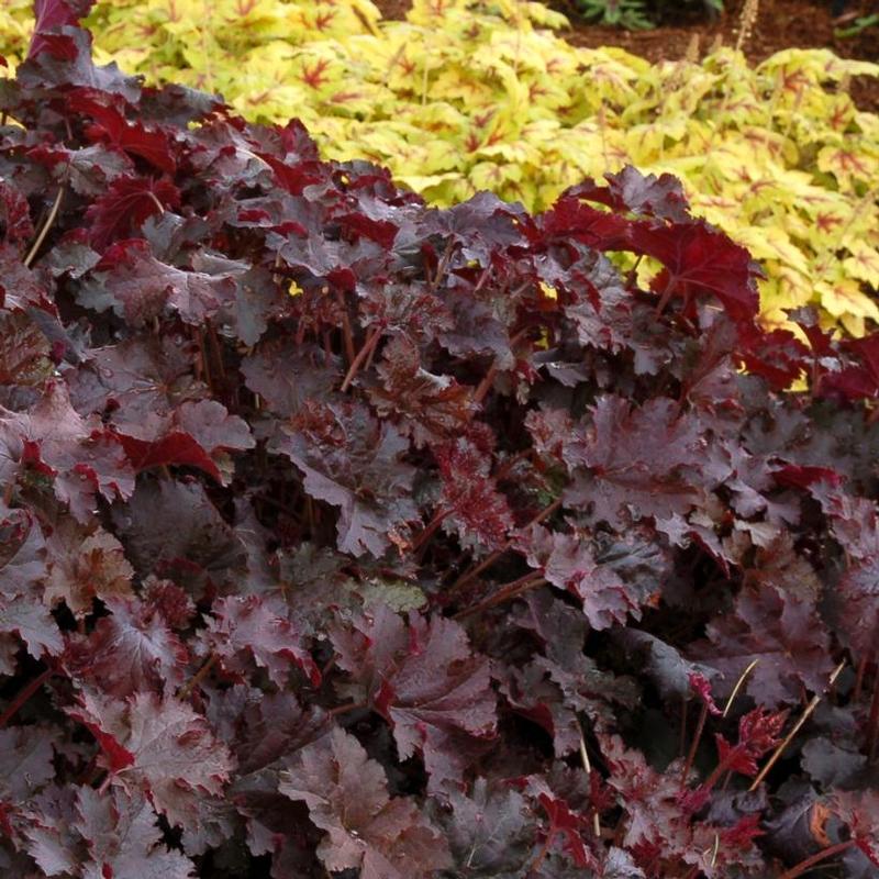 Heuchera x Chocolate Ruffles