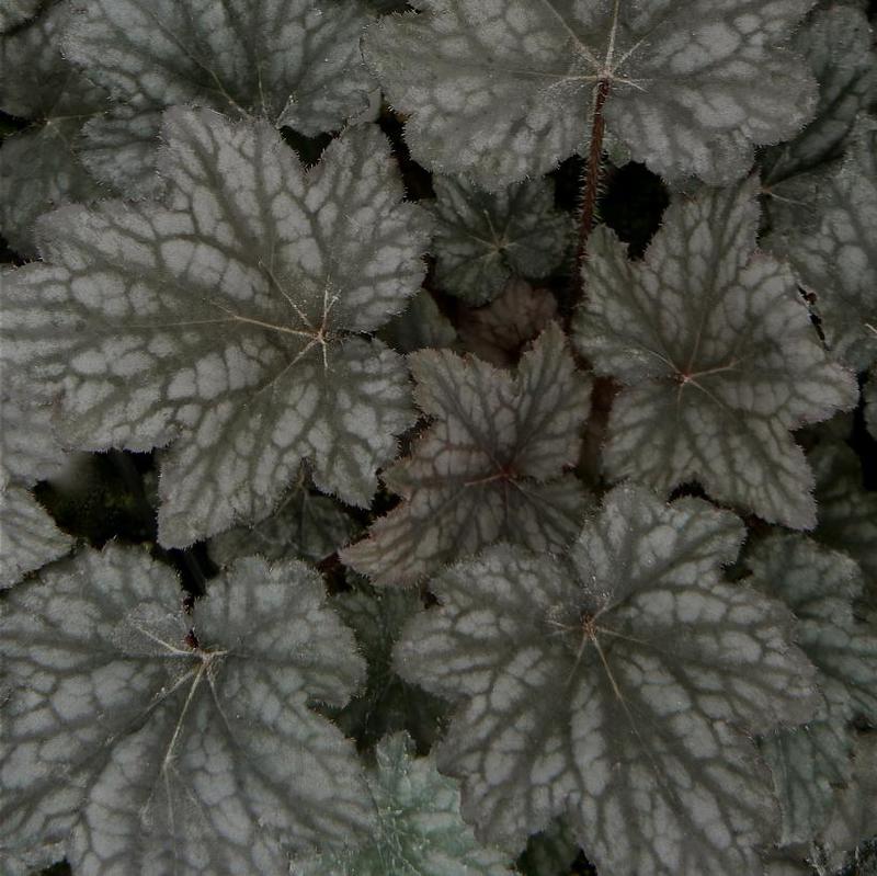 Heuchera x Frosted Violet