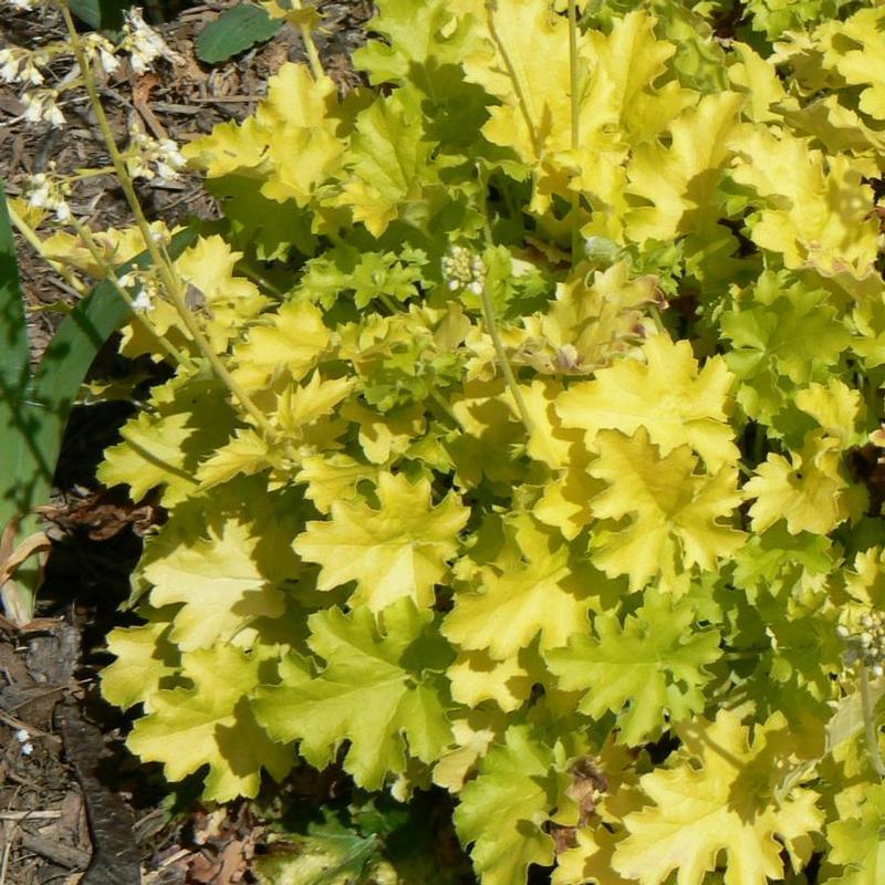 Heuchera x Lime Rickey