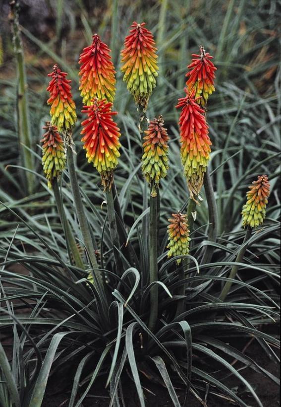 Kniphofia hirsuta Fire Dance