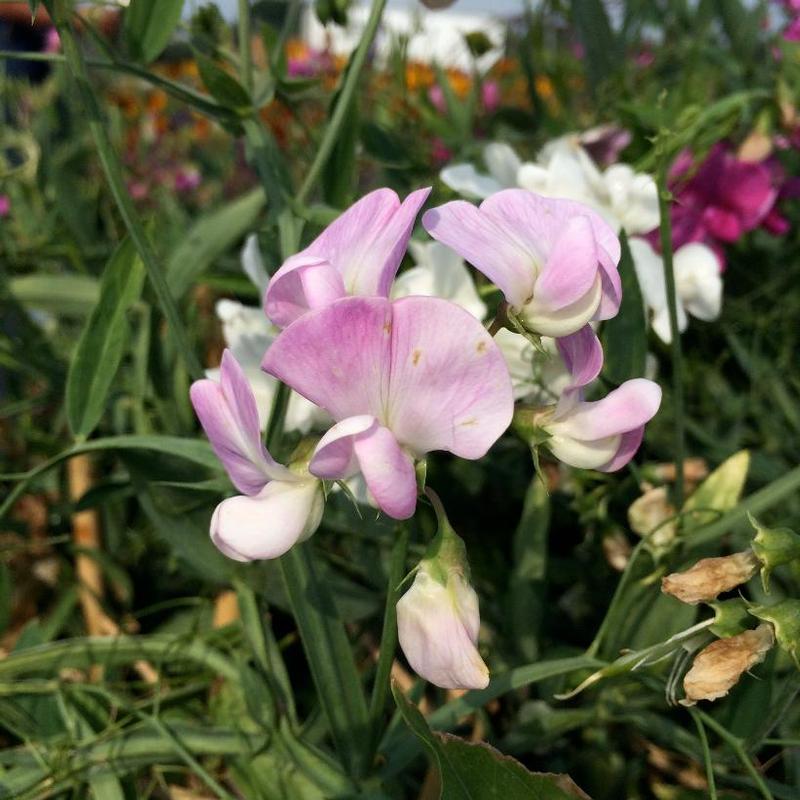 Lathyrus latifolius Pearl Mixture