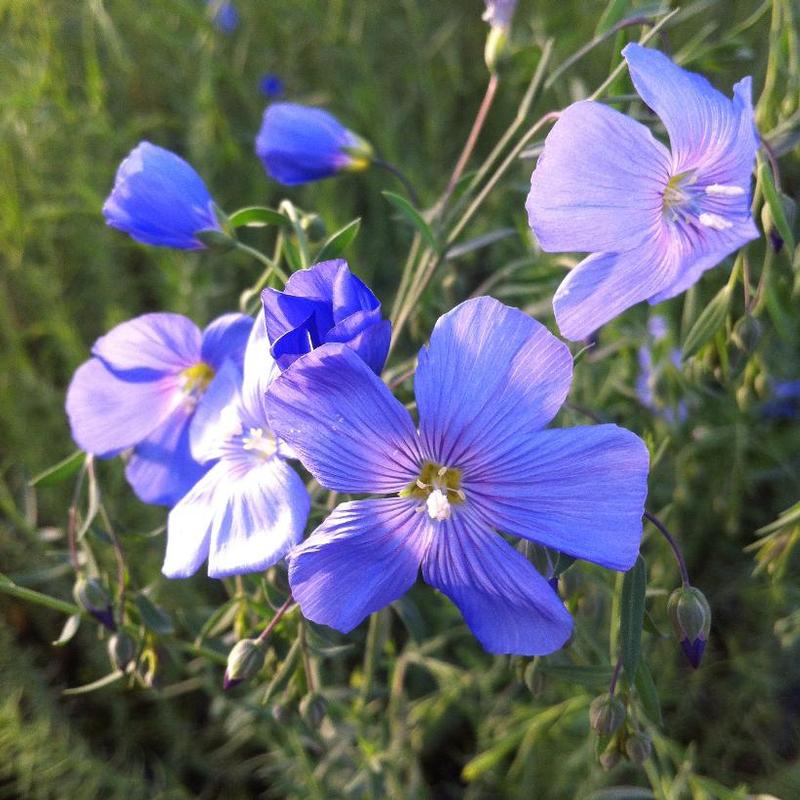 Linum perenne 