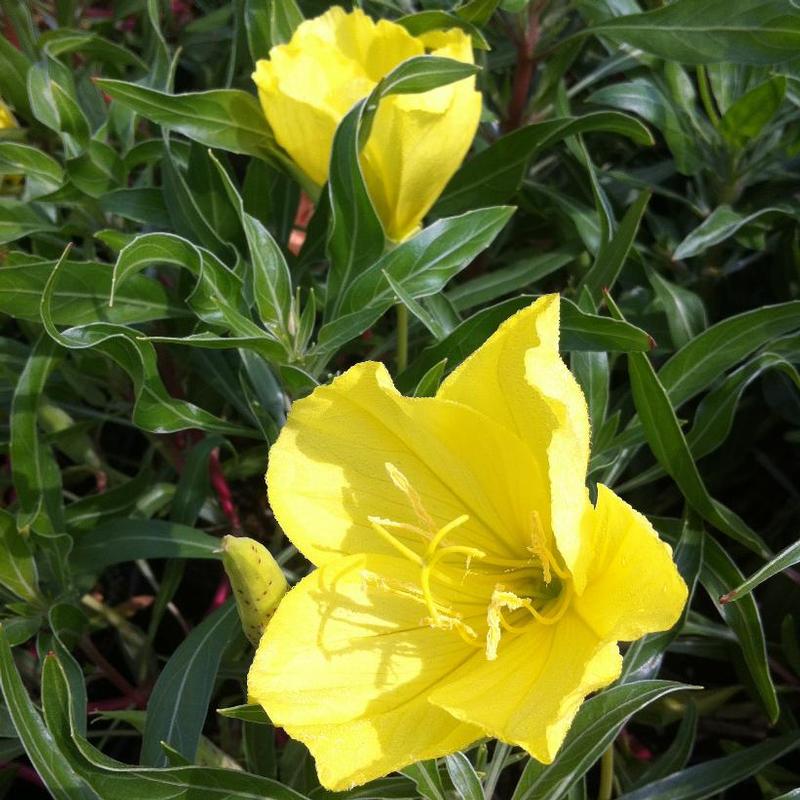 Oenothera macrocarpa 