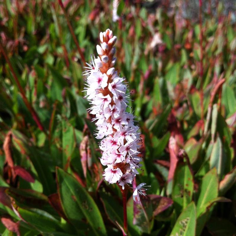 Persicaria affinis 