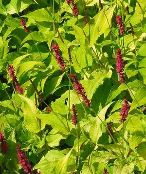 Persicaria amplexicaulis Golden Arrow