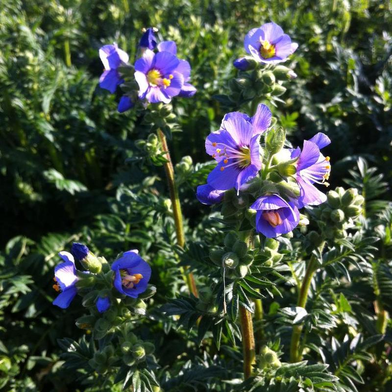 Polemonium boreale Heavenly Habit