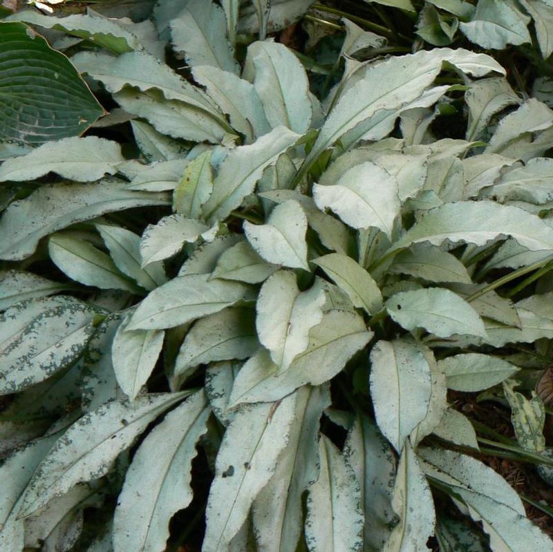 Pulmonaria x Majeste