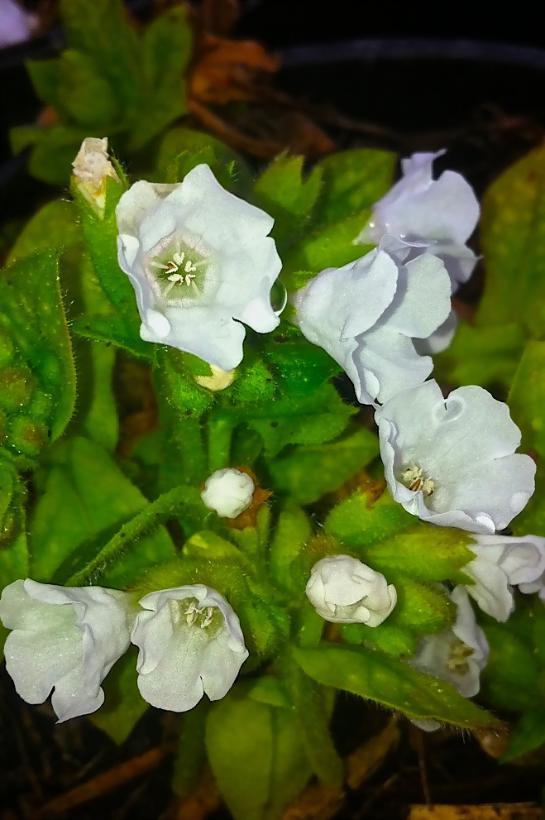 Pulmonaria officinalis Sissinghurst White