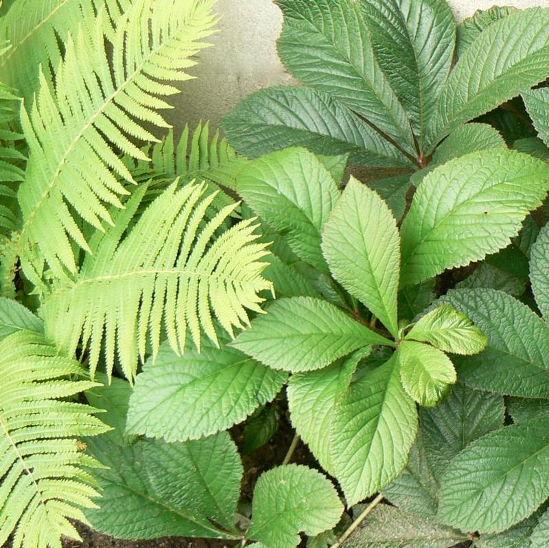 Rodgersia pinnata 