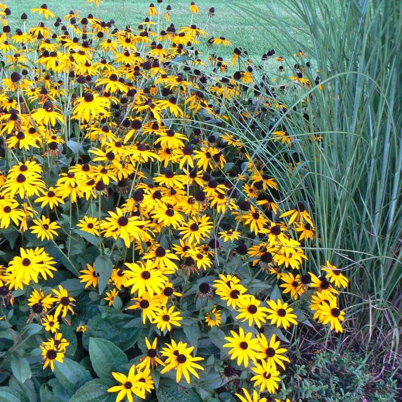 Rudbeckia fulgida Goldsturm