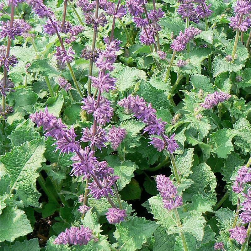 Salvia verticillata Purple Rain