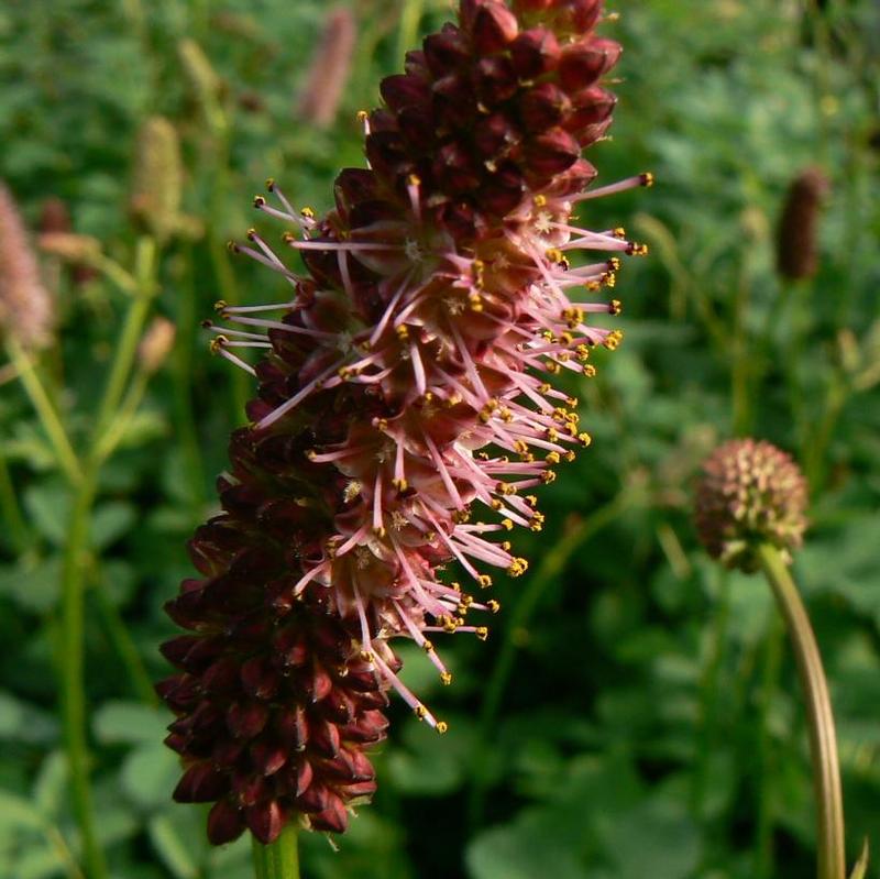 Sanguisorba menziessii 