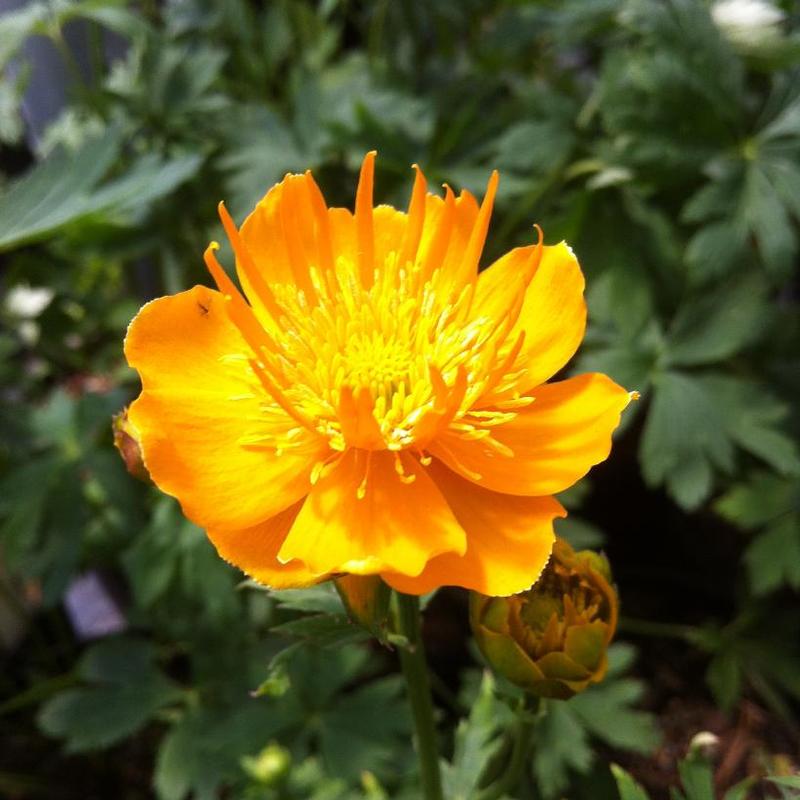 Trollius chinensis Golden Queen