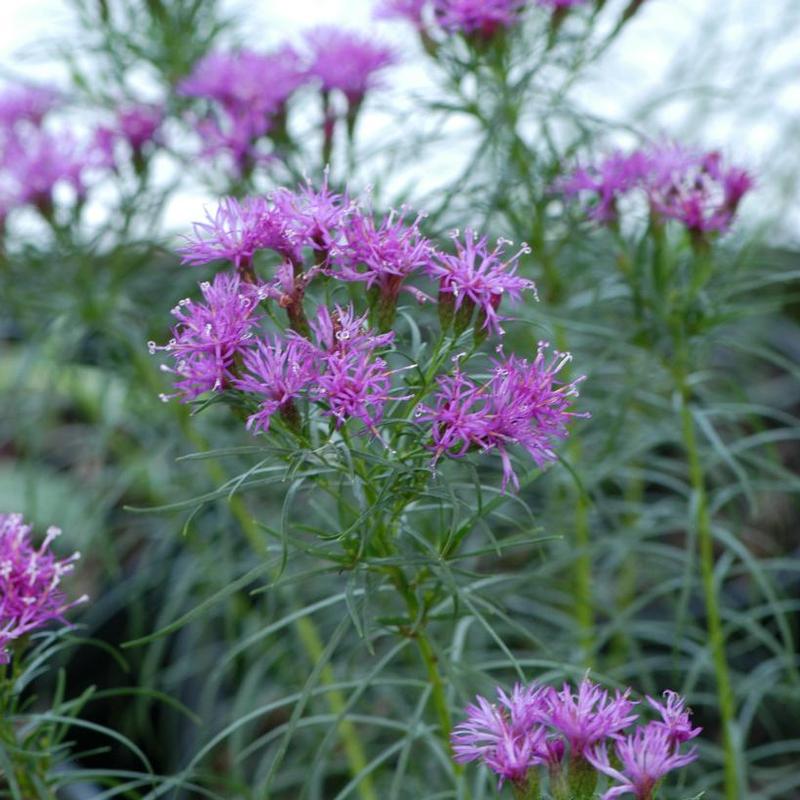 Vernonia lettermannii Iron Butterfly