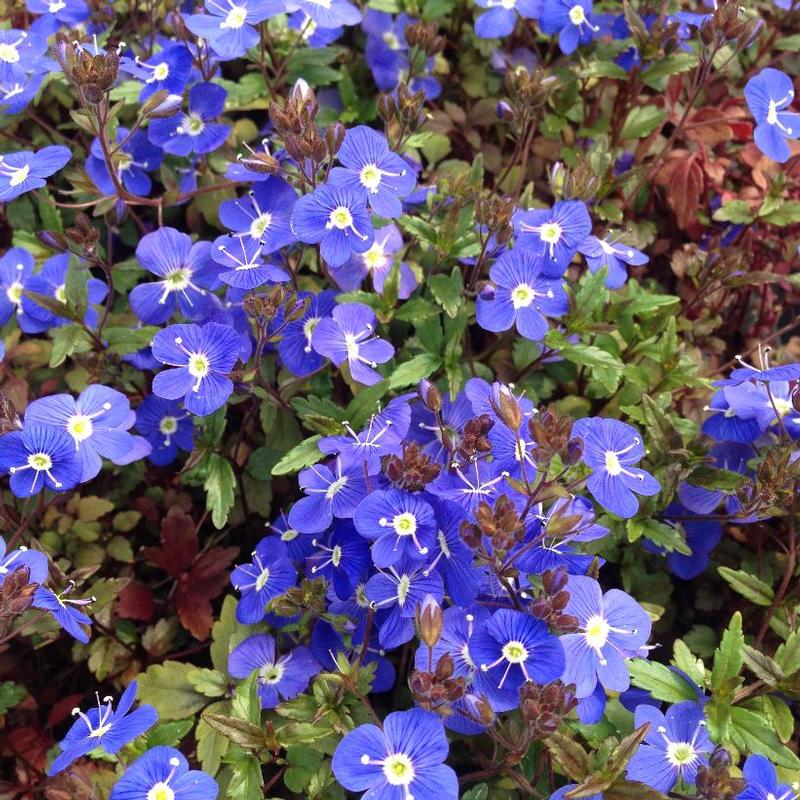 Veronica peduncularis Georgia Blue