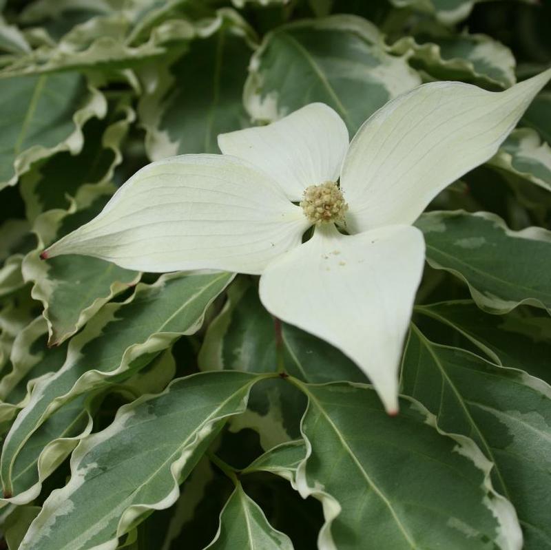 Cornus kousa Samzam