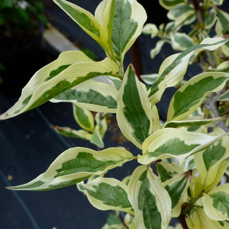 Cornus mas Variegata