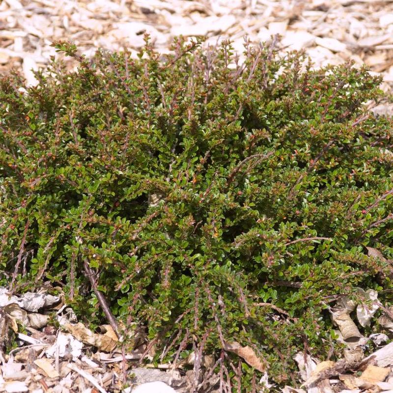 Cotoneaster apiculatus Tom Thumb