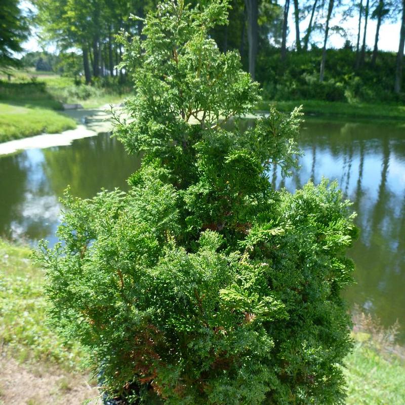 Chamaecyparis obtusa Chabo-yadori