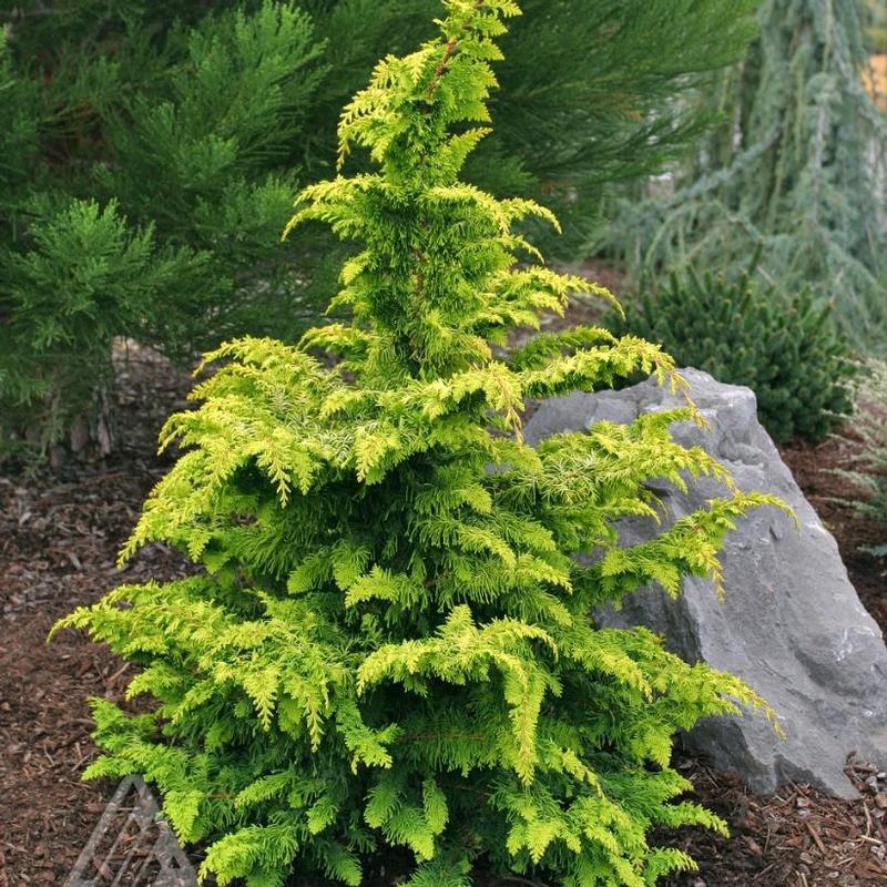 Chamaecyparis obtusa Fernspray Gold