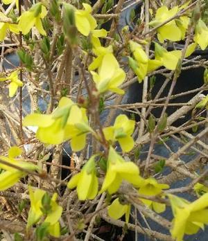 Forsythia suspensa 