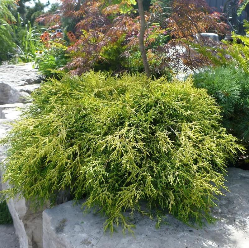 Chamaecyparis pisifera Sungold