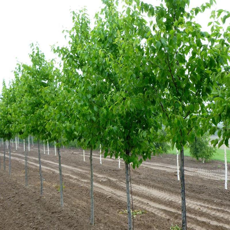 Betula alleghaniensis 