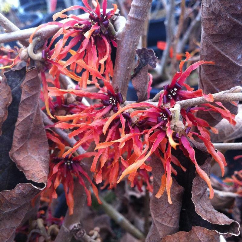 Hamamelis x intermedia Diane