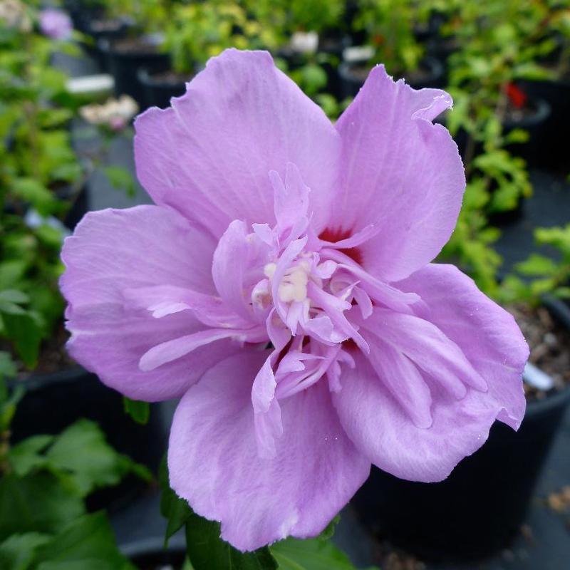 Hibiscus syriacus Ardens