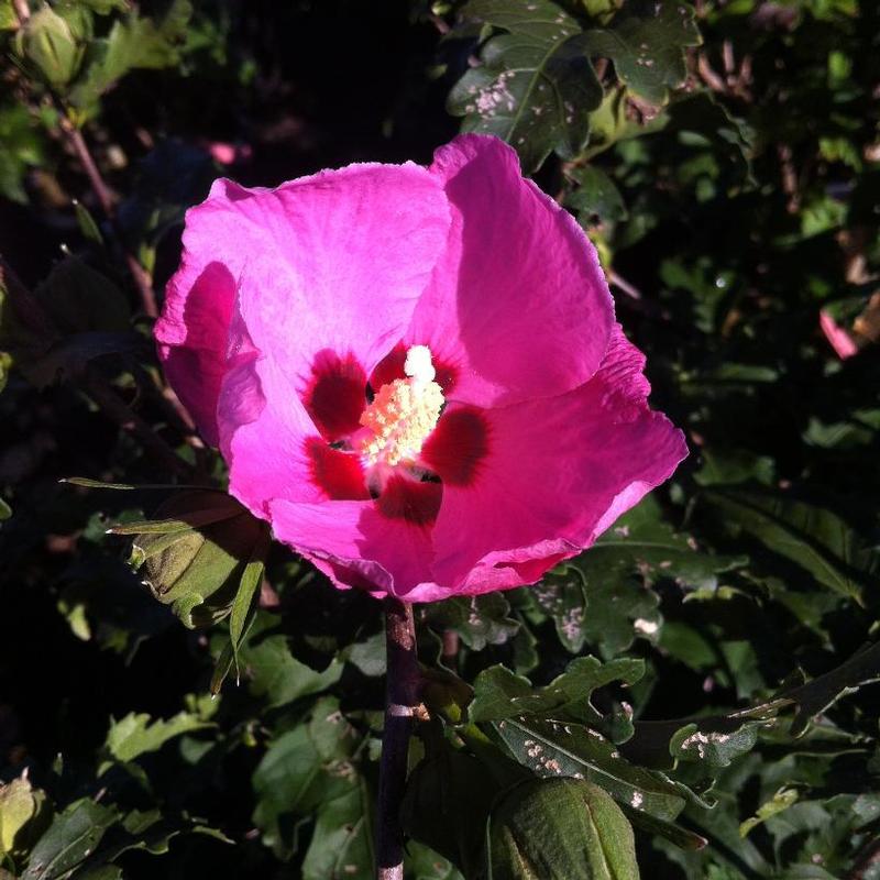 Hibiscus syriacus Aphrodite