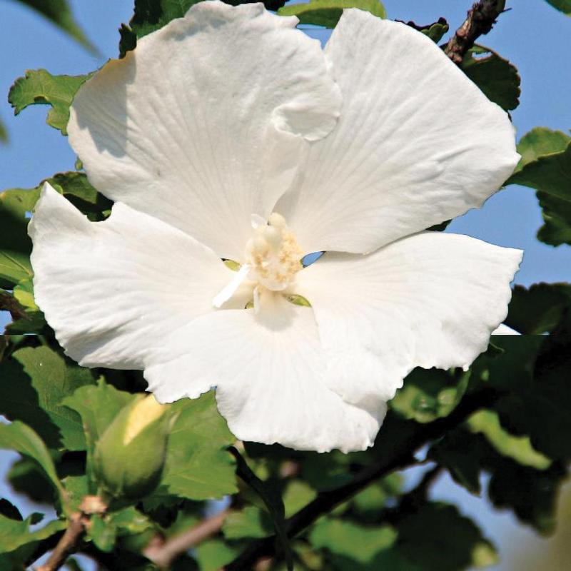 Hibiscus syriacus Diana