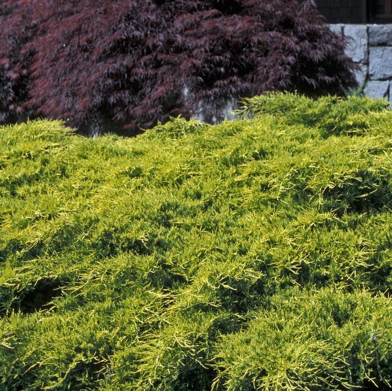 Juniperus chinensis Aurea