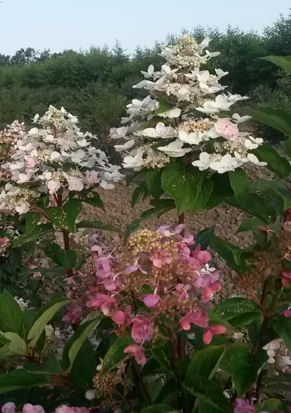 Hydrangea paniculata Wim's Red