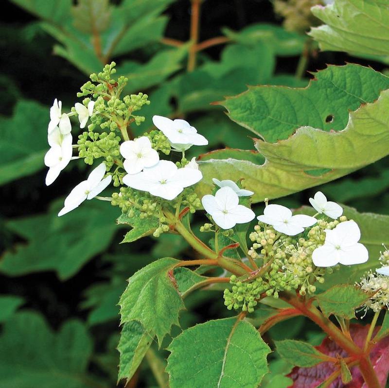 Hydrangea quercifolia 