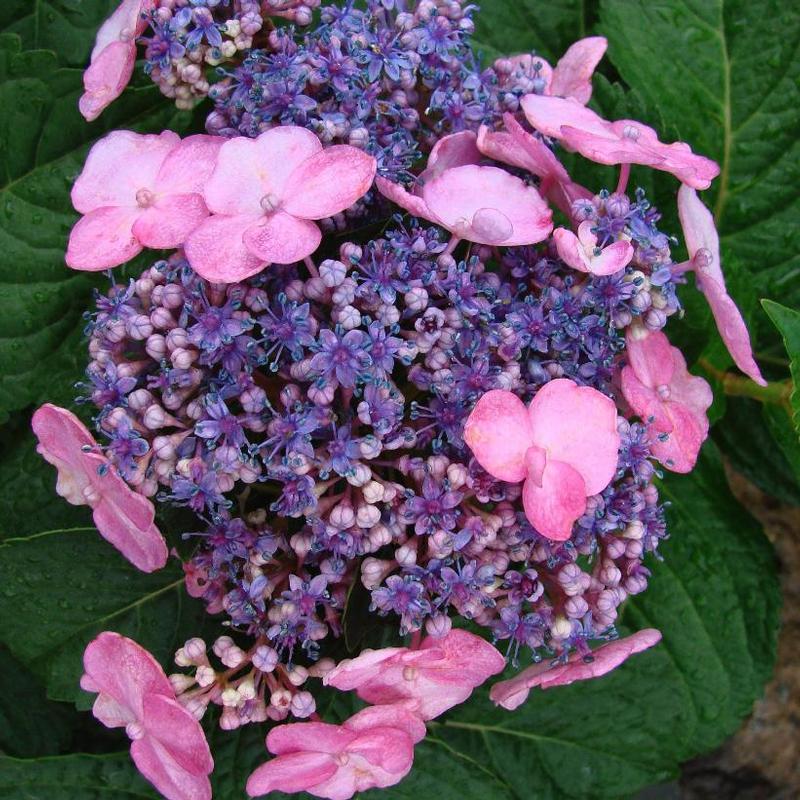 Hydrangea macrophylla Endless Summer® PIIHM-I