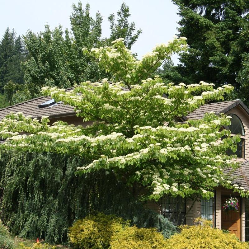 Cornus controversa June Snow-JFS