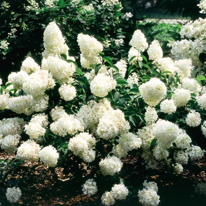 Hydrangea paniculata Little Lamb