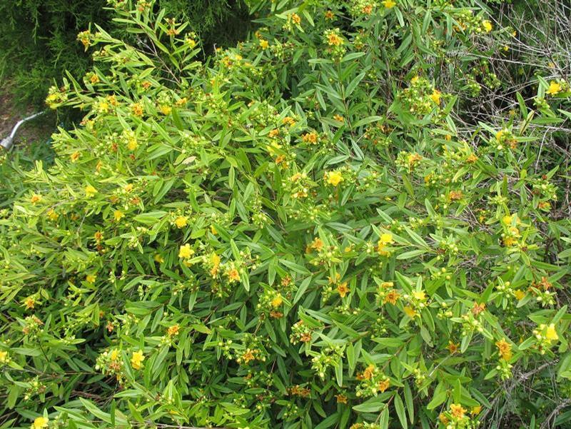 Hypericum prolificum 