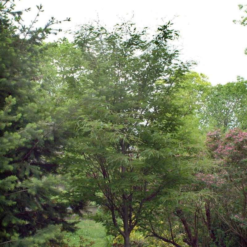 Fagus sylvatica Asplenifolia