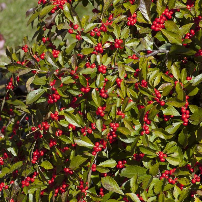 Ilex verticillata Red Sprite