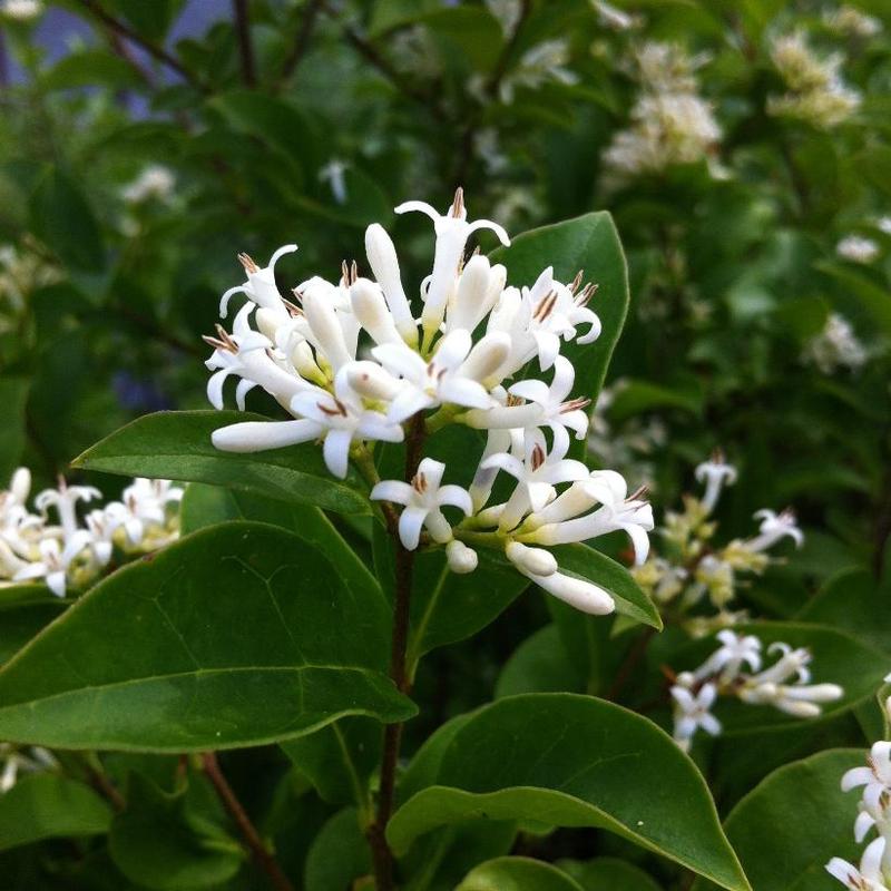 Ligustrum amurense 